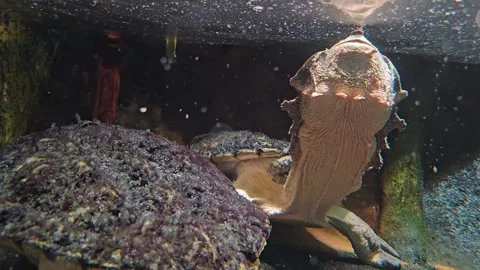 A mata mata water turtle Stock Footage 277383059