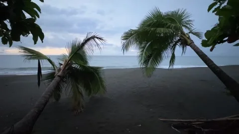 Mata Oscura Beach, a critical turtle habitat that deserves "maximum protection"  Stock Footage 344312038