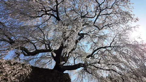 Matabei weeping cherry tree with swaying branches, Under-tree view, Nara, Japan 스톡 동영상 337099512