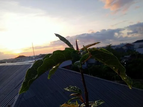 Matahari terbit 写真素材