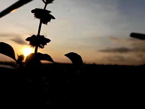 Matahari terbit 写真素材