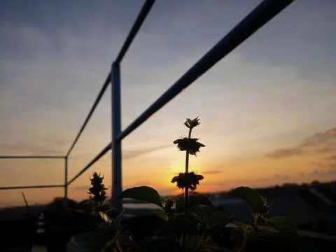 Matahari terbit 写真素材