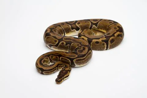Matanic ball python or royal python (python regius), female Stock-Fotos