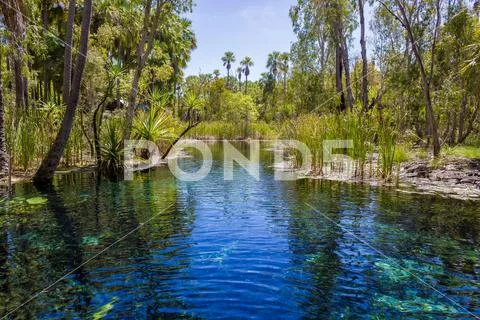 Mataranka hot springs in waterhouse river, mataranka, northern ...