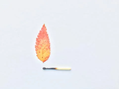 A match that sets fire to a forest, a match, and an autumn leaf. a burning match Stock Photos