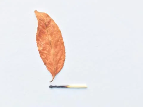 A match that sets fire to a forest, a match, and an autumn leaf. a burning match Stock Photos