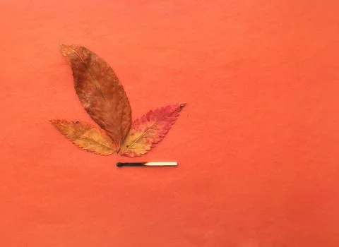 A match that sets fire to a forest, a match, and an autumn leaf. a burning match Stock Photos