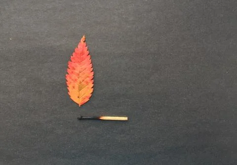 A match that sets fire to a forest, a match, and an autumn leaf. a burning match Stock Photos