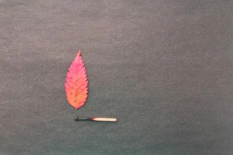 A match that sets fire to a forest, a match, and an autumn leaf. a burning match Stock Photos