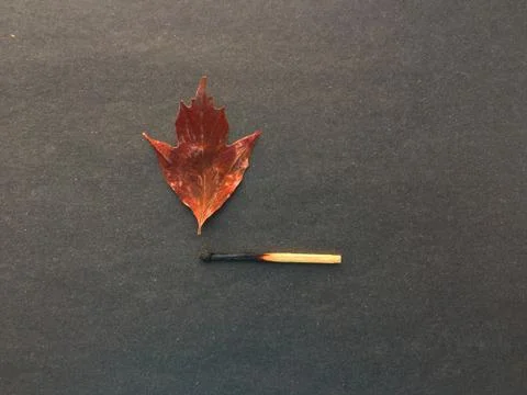 A match that sets fire to a forest, a match, and an autumn leaf. a burning match Stock Photos