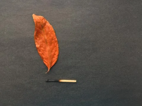 A match that sets fire to a forest, a match, and an autumn leaf. a burning match Stock Photos