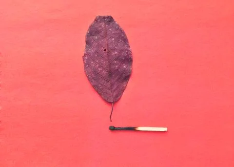 A match that sets fire to a forest, a match, and an autumn leaf. a burning match Stock Photos