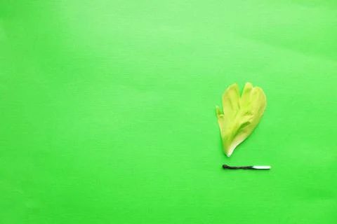 A match that sets fire to a forest, a match and an autumn leaf. a burning match Stock Photos