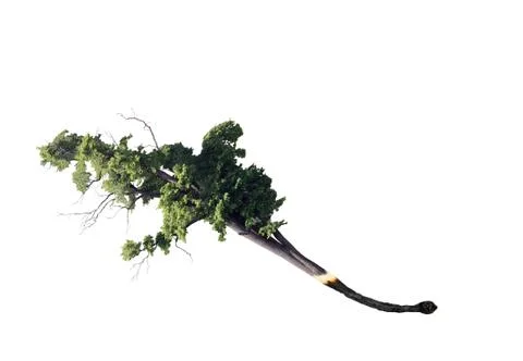 Match tree Stock Illustration