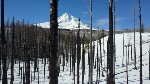 Matchstick Forest Stock Footage 128963894