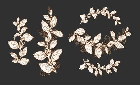 Mate tea plant. Vector pattern.  Arc floral set. Nature symbol, isolate group Stock Illustration