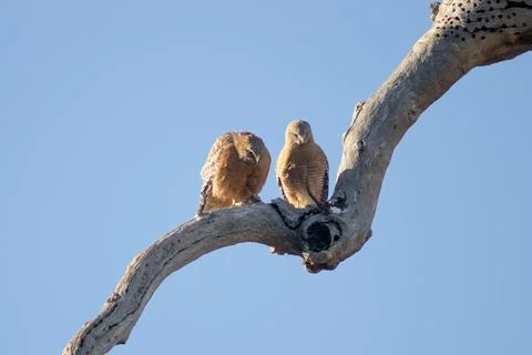 Mated hawks in early spring Stock Photos