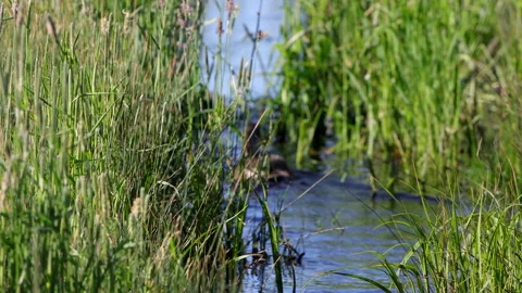 Mated pair of Canvasback Ducks at Arapaho National Wildlife Refuge in Colorado Stock Footage 200004022