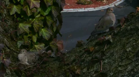 Mated Pair of Mourning Doves 스톡 동영상 22323295