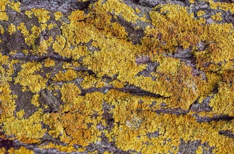 Material texture. grunge background. Coarse bark old tree overgrown in places Stock Photos