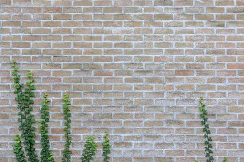 Material texture of ivy growing on beige yellow brick wall Stock Photos
