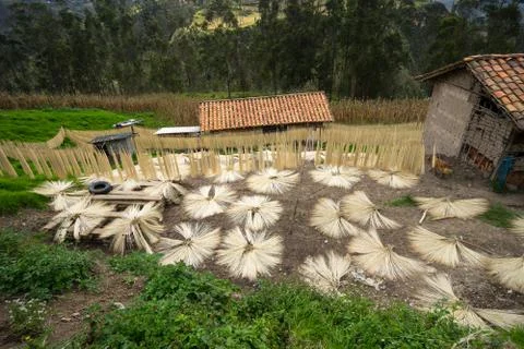 Material for weaving Panama hats is being dried outdoors Fotos Stock
