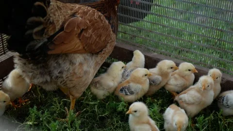 Maternal brown hen guarding yellow chicks inside wire cage, showcasing Stock Footage 313594872
