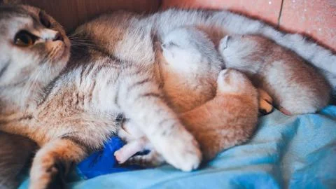 Maternal cat resting gently while nursing newborn kittens on plush blanket Stock Photos
