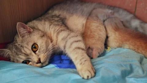 Maternal grey tabby gently nursing ginger kitten on soft blue blanket, embodying Stock Footage 308262764