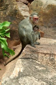 Maternal Protection 스톡 사진