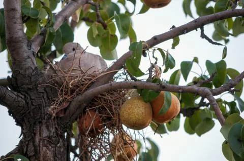 Maternity in tree Stock Photos