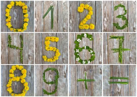 Mathematical examples, numbers from grass and flowers, kids craft Stock Photos
