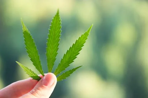 Matijuana leaf in hand Stock Photos