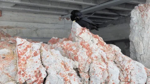 Mating alpine choughs at Dachstein skiing centre in Austrian Alps Stock Footage 96214718