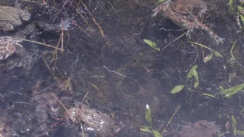 Mating American Toad underwater in Lake in Spring, Good Audio, 1080p tripod Video stock 98917793