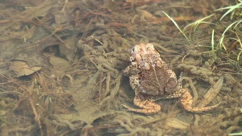 Mating american toads Stock Footage 151181575