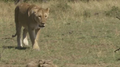 Mating and peeing lions Stock Footage 12651685