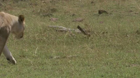 Mating and peeing lions Stock Footage 12651935