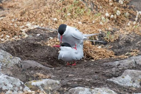 Mating Arctic tern (Sterna paradisaea) in nature. Stock Photos
