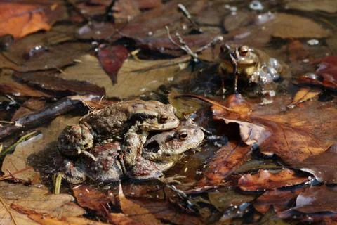 Mating Asiatic Common Toads (Lat. Bufo gargarizans) Stock Photos
