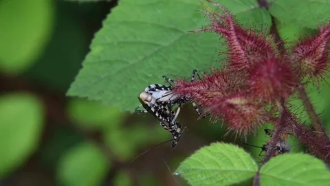 Mating assassin bugs on Wine raspberry buds Stock Footage 83199074