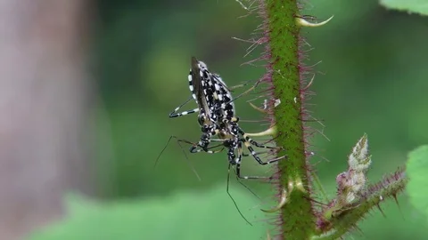 Mating assassin bugs on Wine raspberry stem Stock Footage 83473709