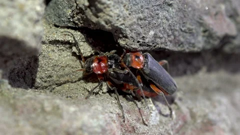 Mating beetles Cantharis rustica. Two beetles have sex. Continuation of the 動画素材 132223837