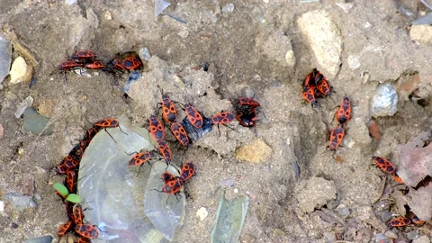 Mating beetles firefighters crawl on the ground Stock-Footage 218316313
