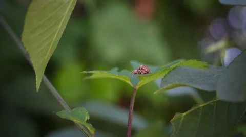 Mating beetles on the foliage Stock-Footage 64015921