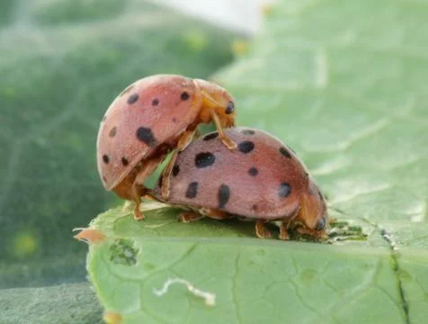 Mating beetles Stock Photos