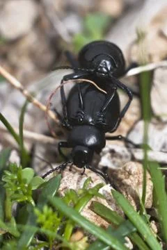Mating Beetles Stock Photos