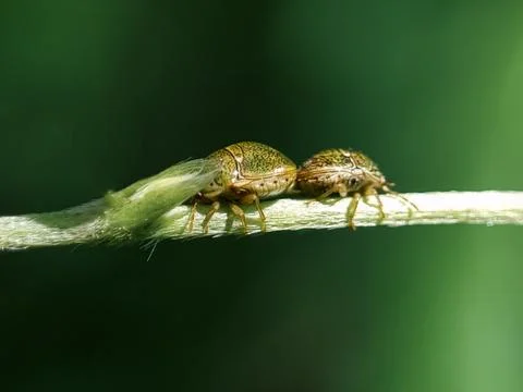 Mating beetles Stock Photos