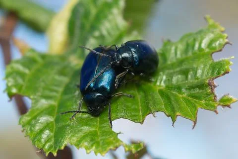 Mating behavior of alder leaf beetles, Agelastica alni Stock Photos