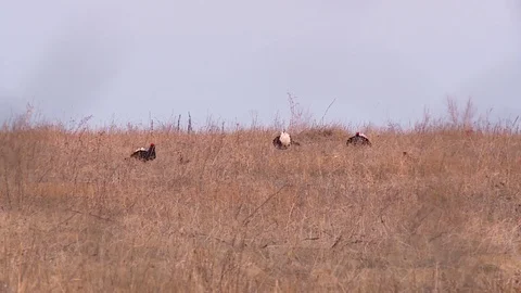 Mating behavior of grouse birds Video stock 120168452